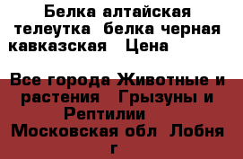 Белка алтайская телеутка, белка черная кавказская › Цена ­ 5 000 - Все города Животные и растения » Грызуны и Рептилии   . Московская обл.,Лобня г.